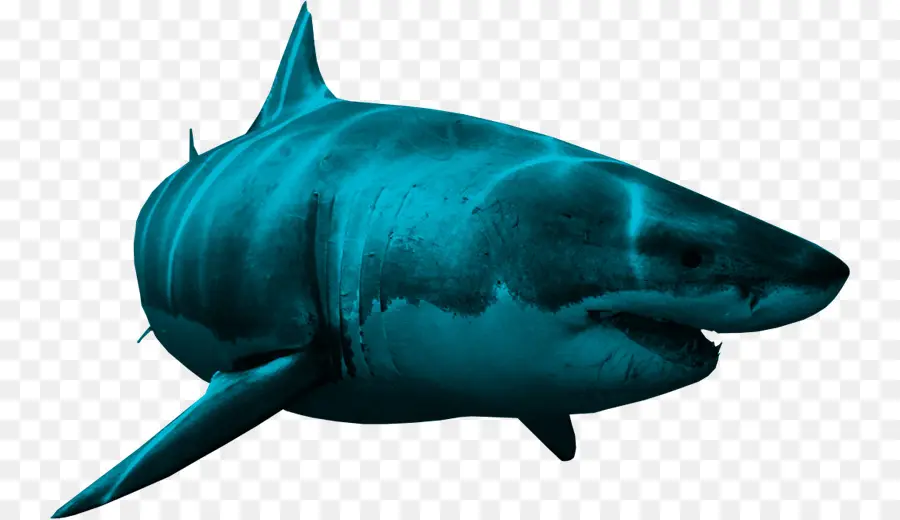 Tiburón Toro，Gran Tiburón Blanco PNG