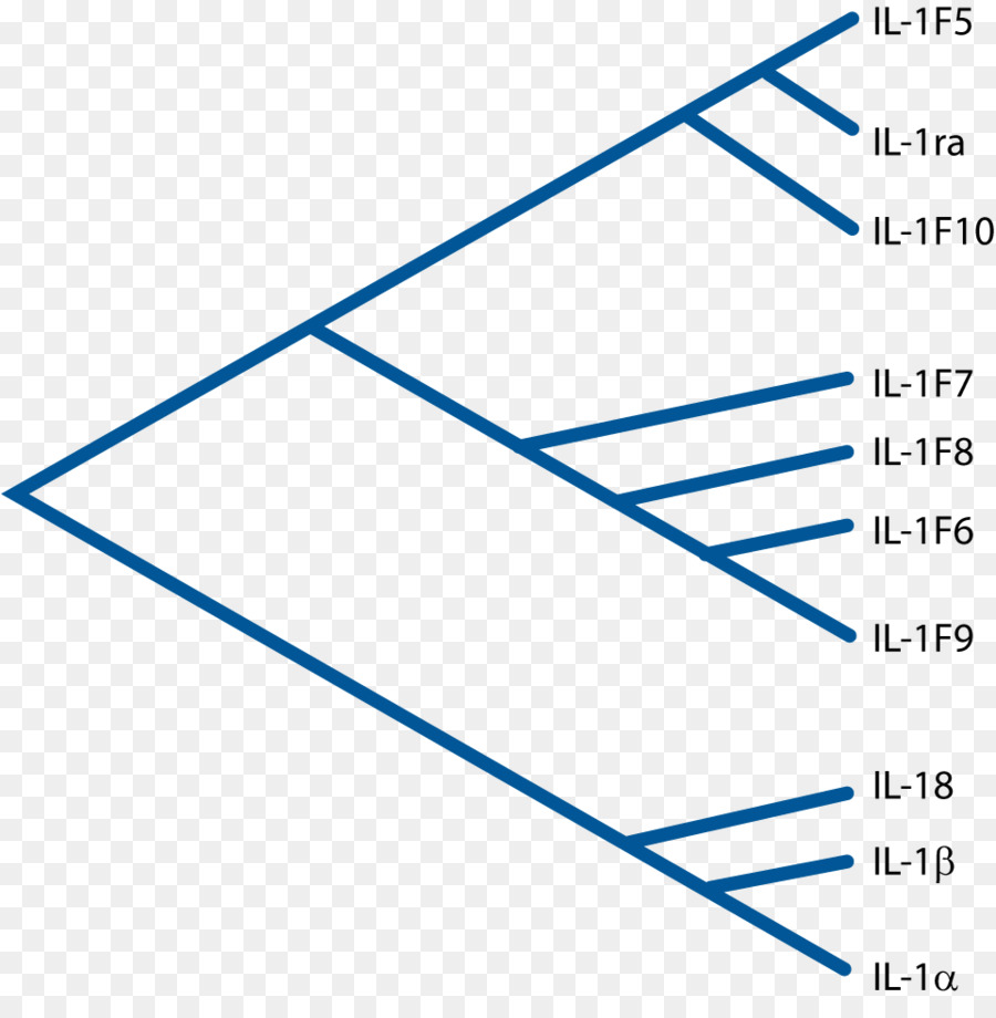 Familia Interleucina1，Interleucina PNG