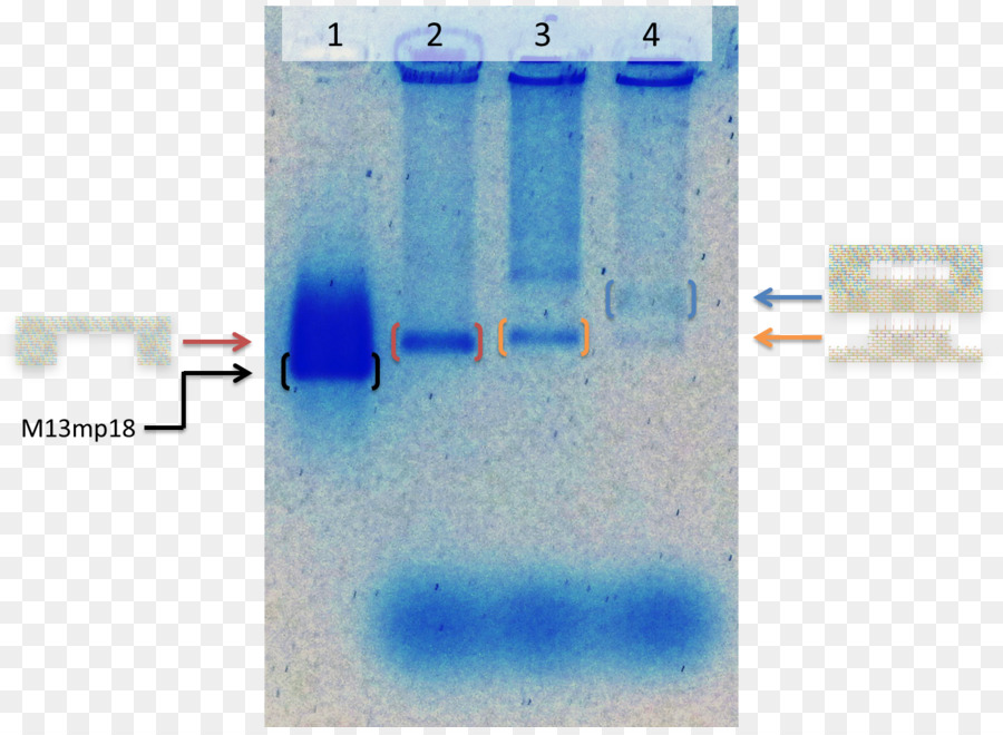 Electroforesis En Gel，Adn PNG