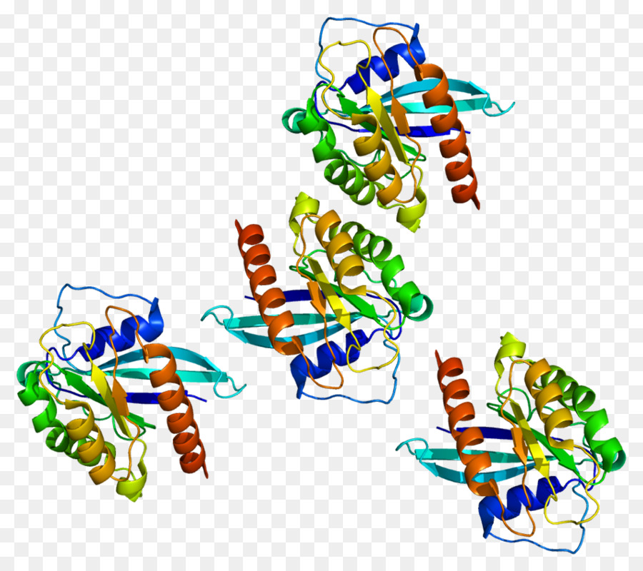 Estructura De La Proteína，Molécula PNG