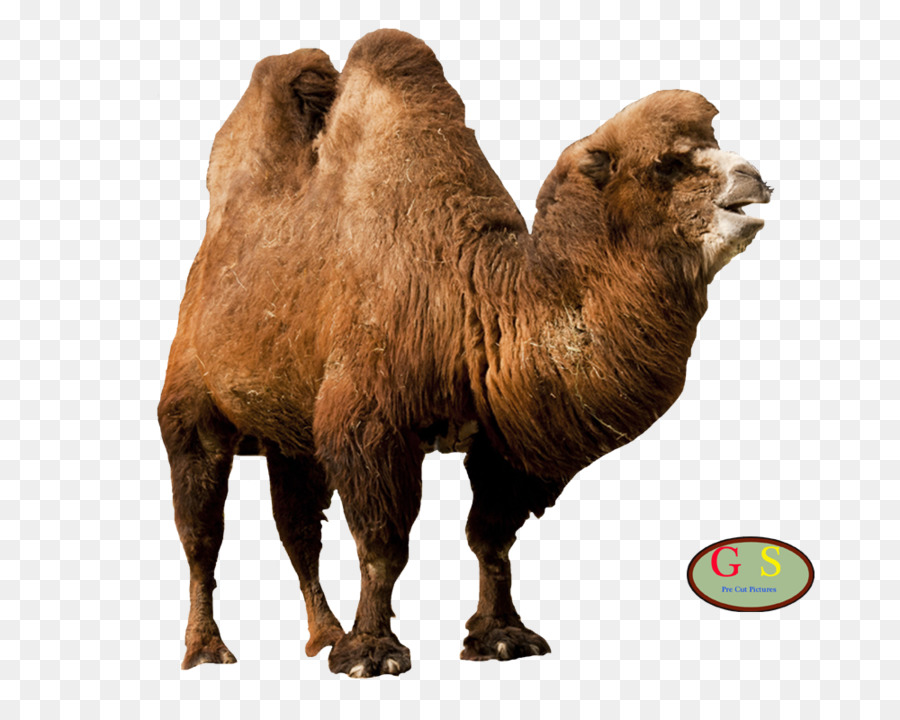 Camellos，Desierto PNG