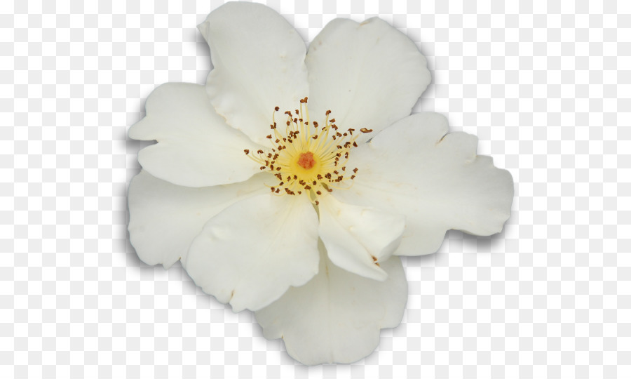 Flor Blanca，Pétalos PNG