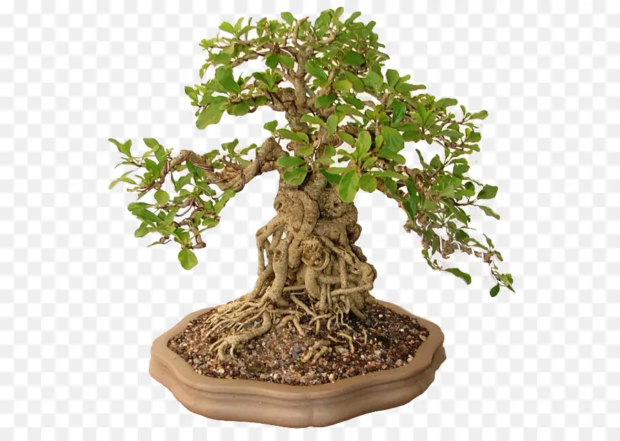 Plum Dulce China，Bonsai PNG