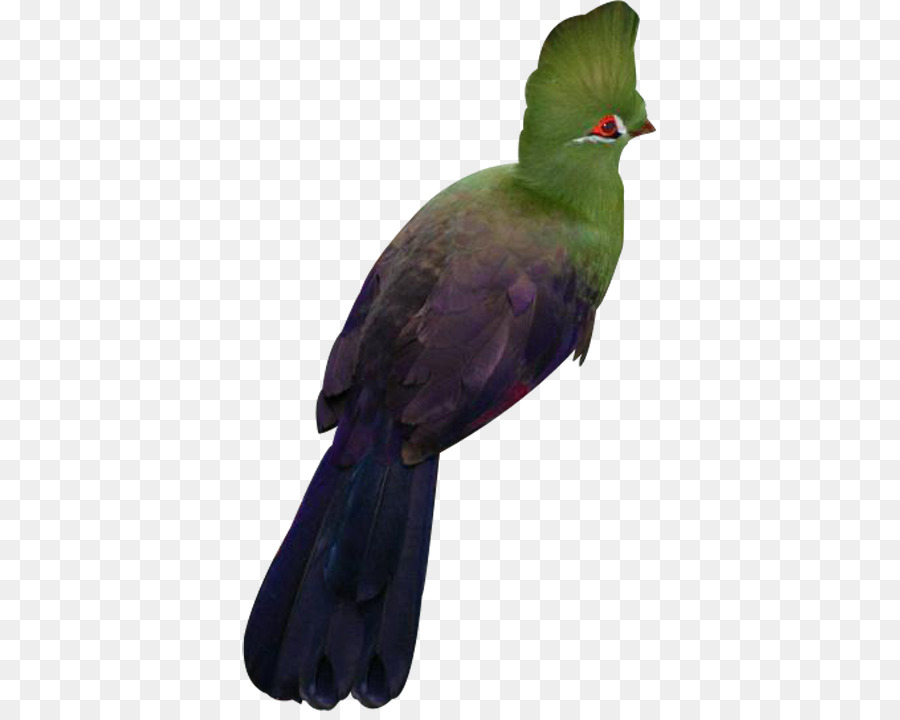 Pico，Pluma PNG