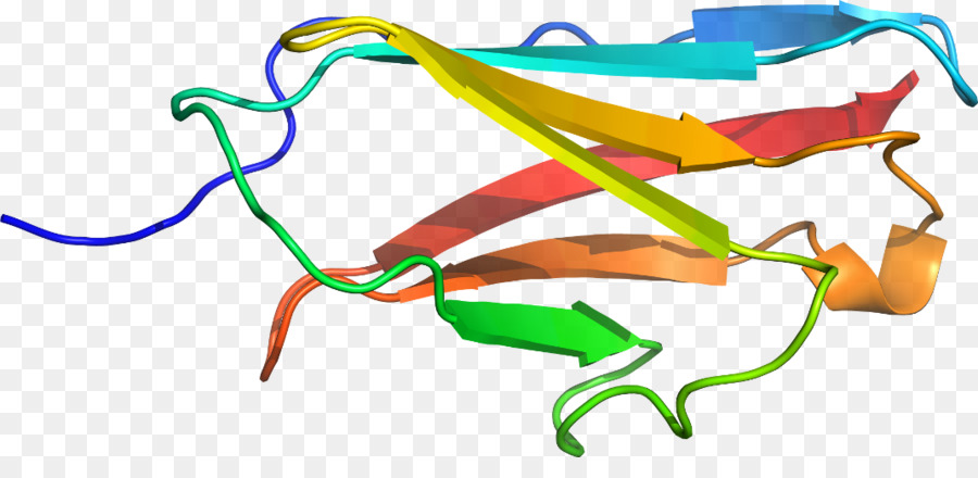 Estructura De La Proteína，Biología PNG