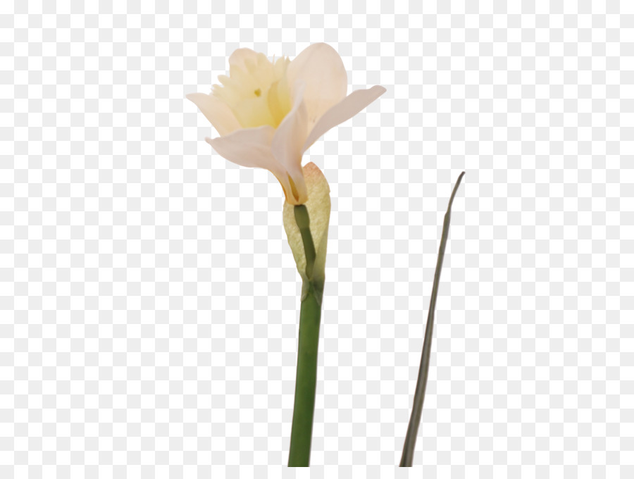 Jersey Lily，Narciso PNG