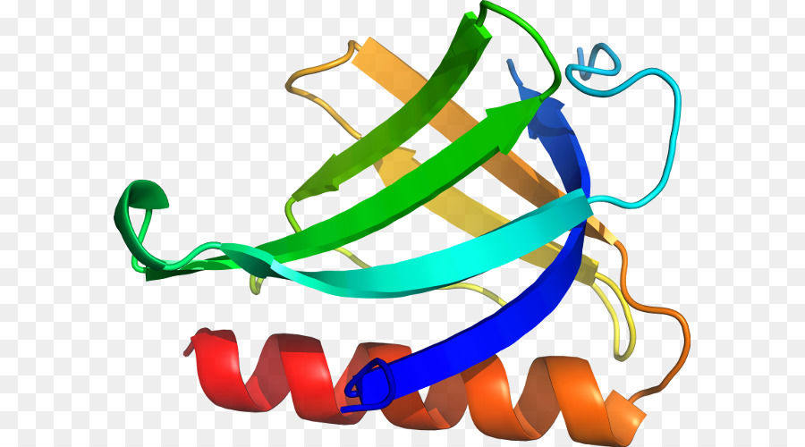 Estructura De La Proteína，Biología PNG