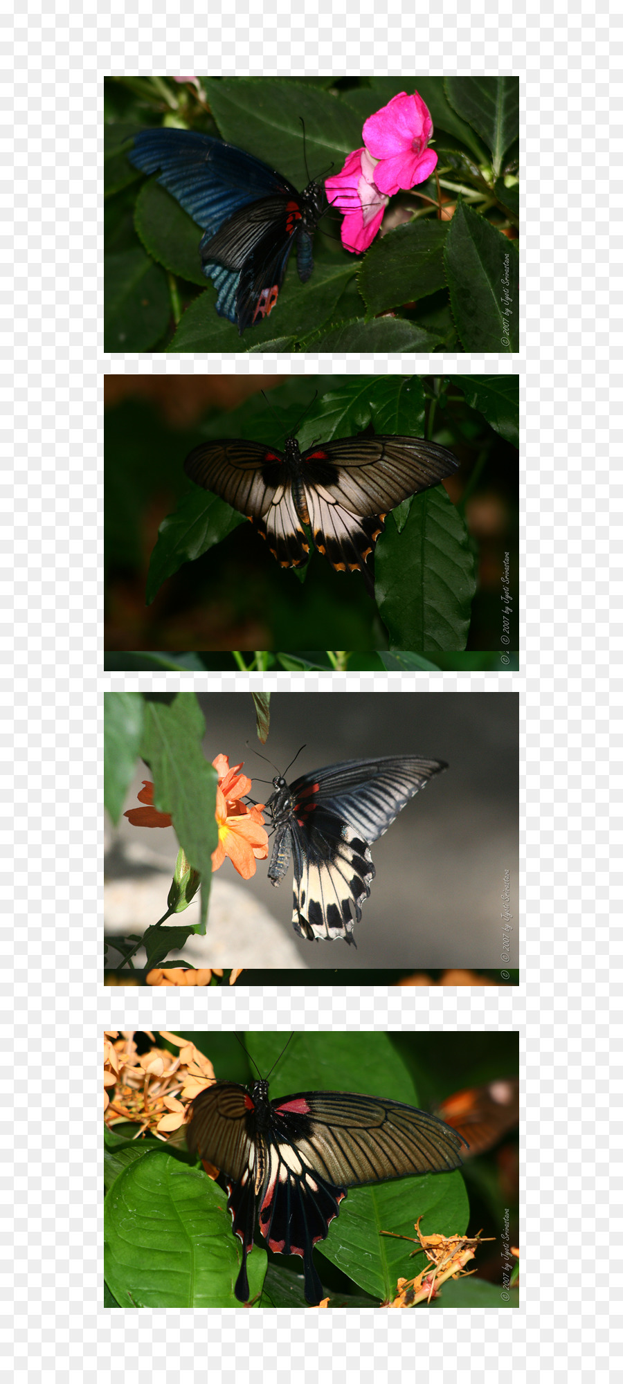 Mariposa，Museo De La Naturaleza De Peggy Notebaert PNG