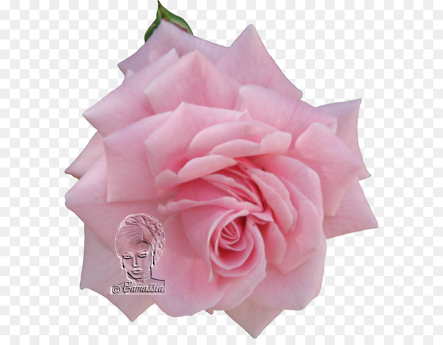 Rosas De Jardín，Rosa De Repollo PNG