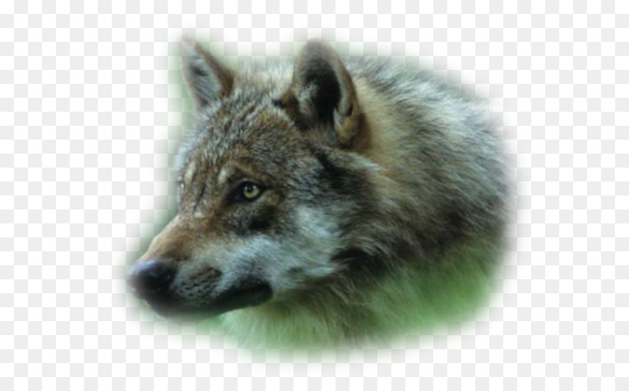 Alaska Tundra Wolf，Coyote PNG