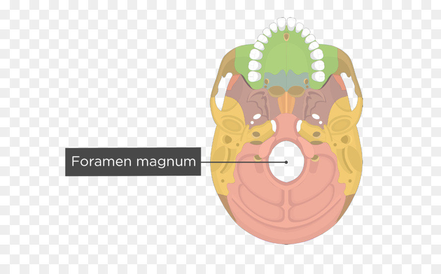 Hueso Palatino，Vómero PNG