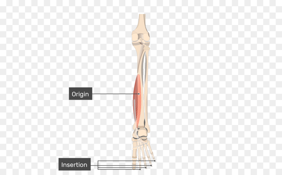 Músculo Del Antebrazo，Hueso PNG