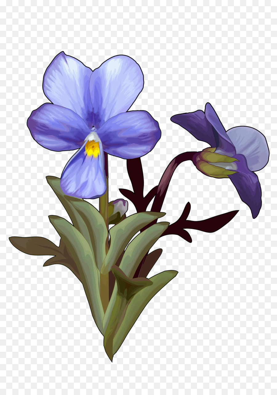 Flores Azules，Botánico PNG