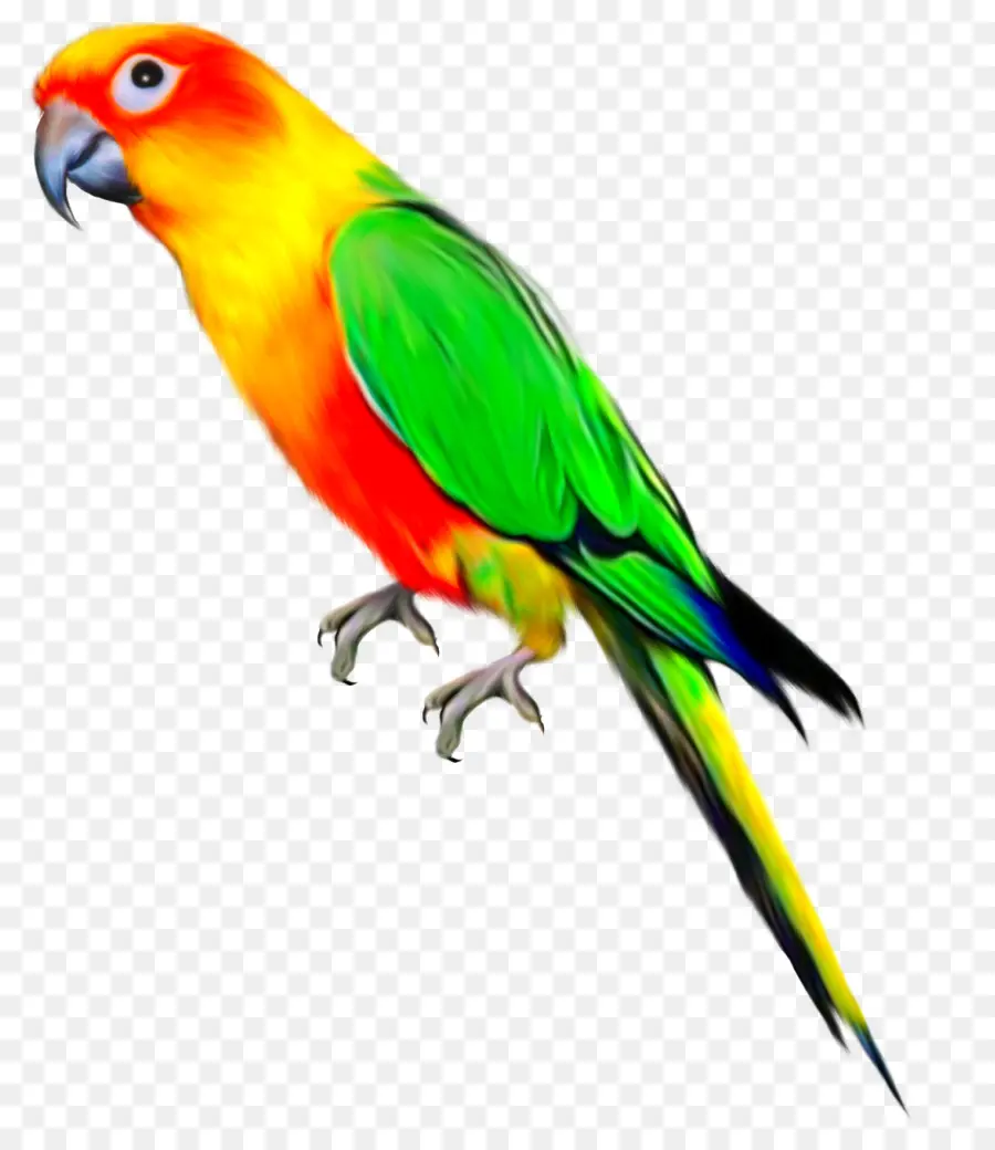 Loro，Pájaro PNG