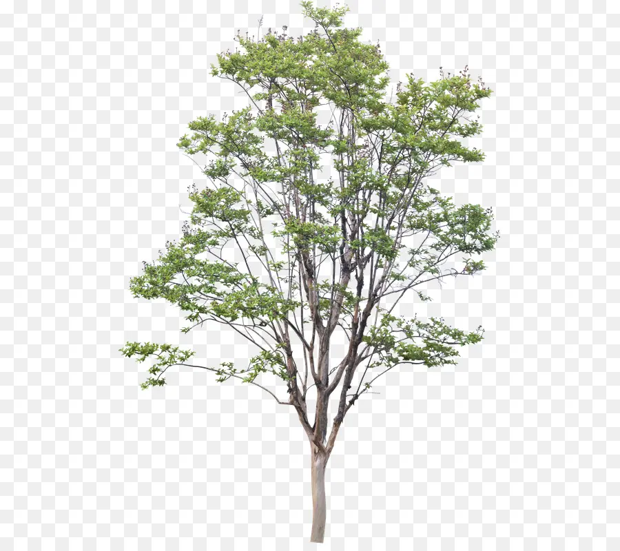 árbol，Planta PNG