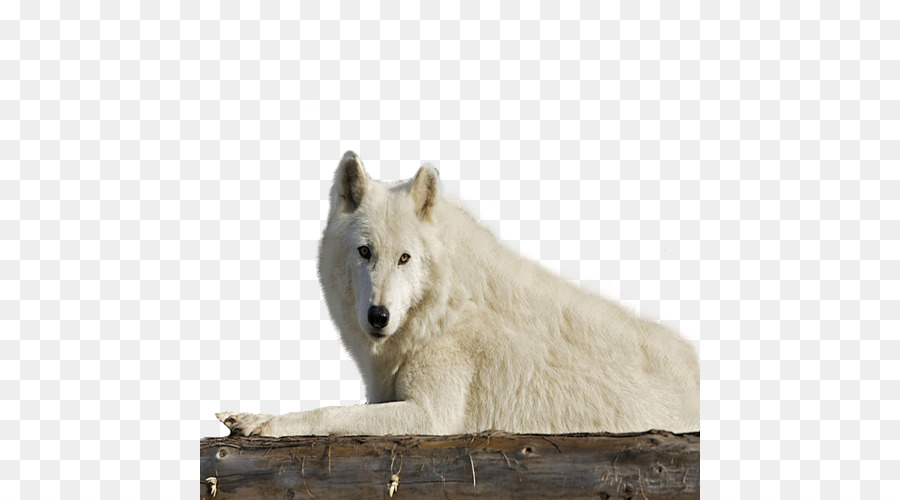 Alaska Tundra Wolf，Fauna Silvestre PNG