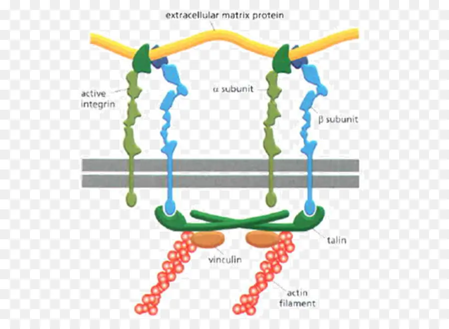 Integrina，La Matriz Extracelular PNG