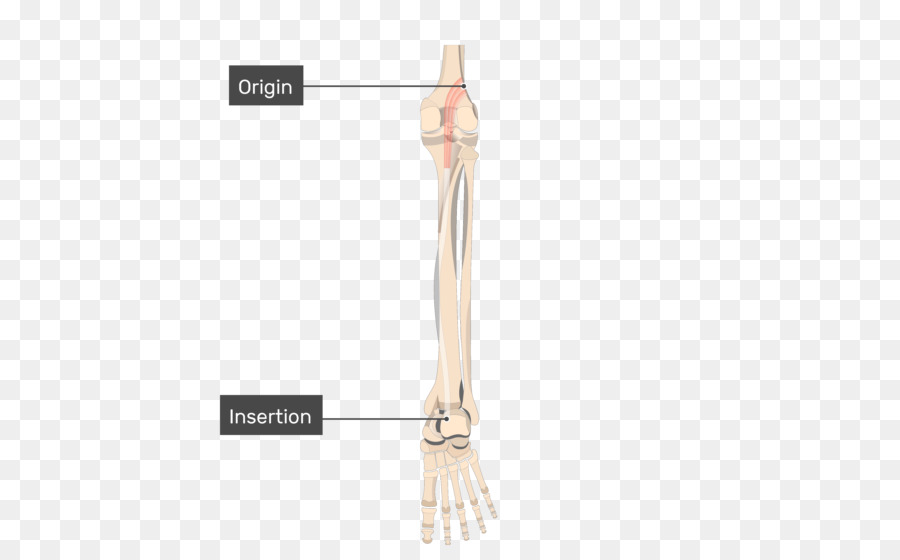 Gastrocnemius Músculo，Músculo Plantar PNG