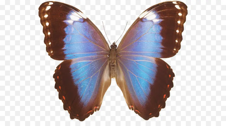 Mariposa Colorida，Vistoso PNG