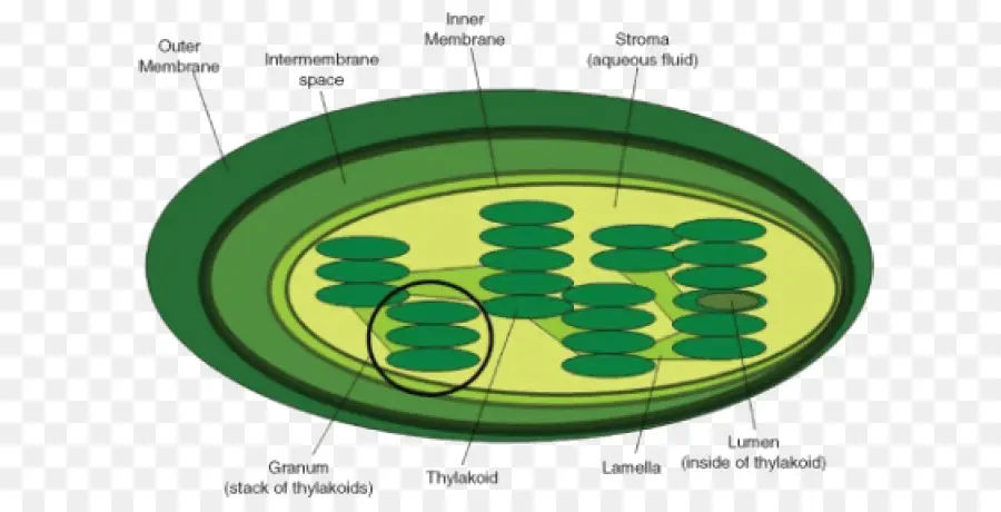 Tilacoide，Celúla PNG