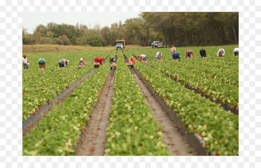 Cultivo，Trabajador Agrícola PNG