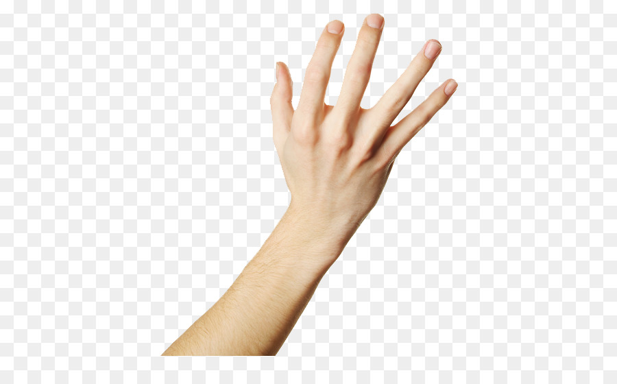 Organización，Mano PNG