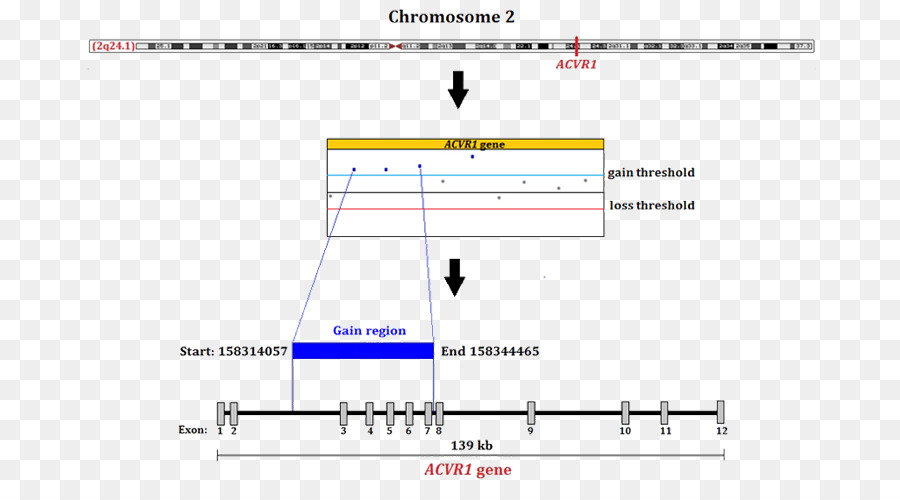 Gene，Fibrodisplasia Osificaciones Progresivo PNG