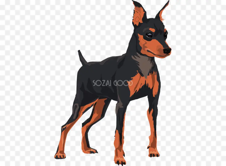 Dobermann，Alemán Pinscher PNG