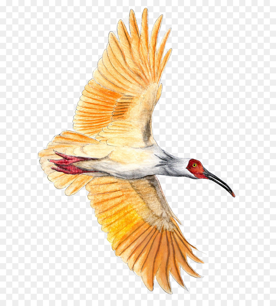 Pico，Coraciiformes PNG