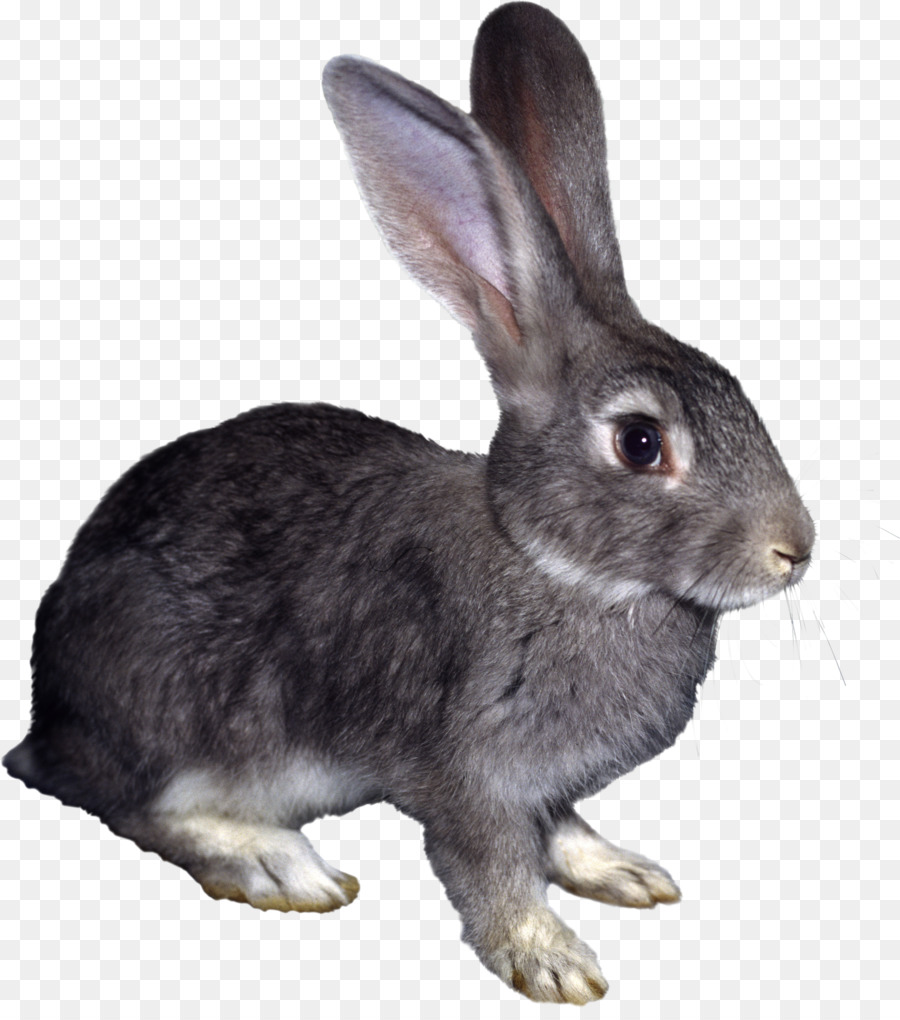 Liebre，Conejo PNG