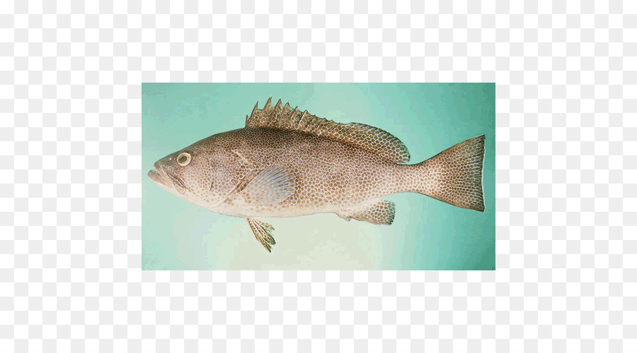 Tilapia，Mero PNG