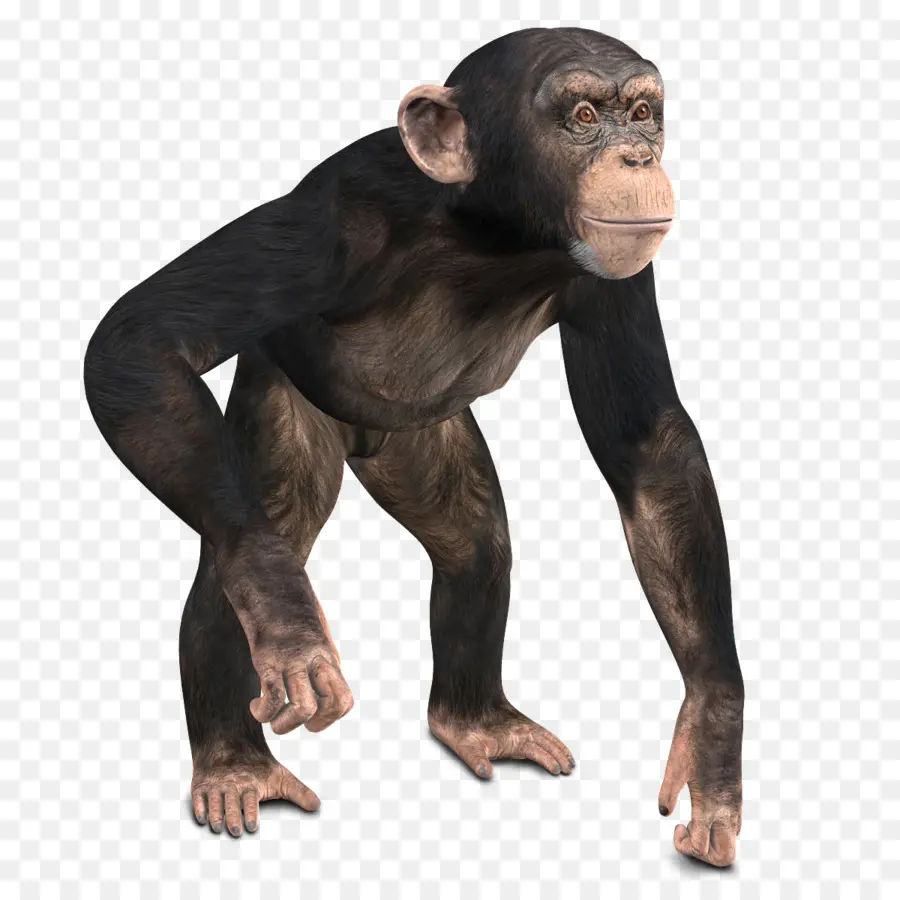 Chimpancé，Primate PNG