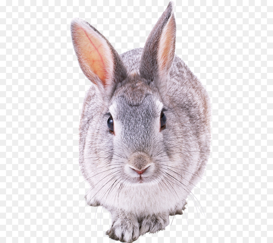 Liebre，Conejo Europeo PNG