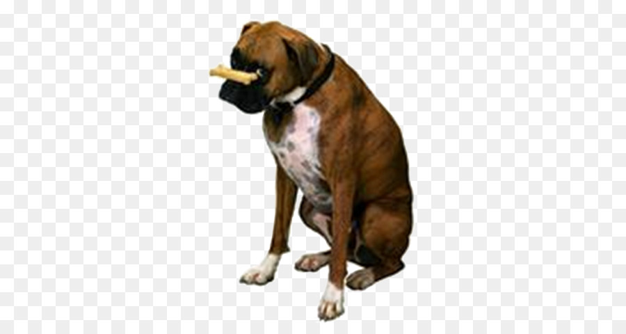 Boxer，Cuidado De Mascotas PNG