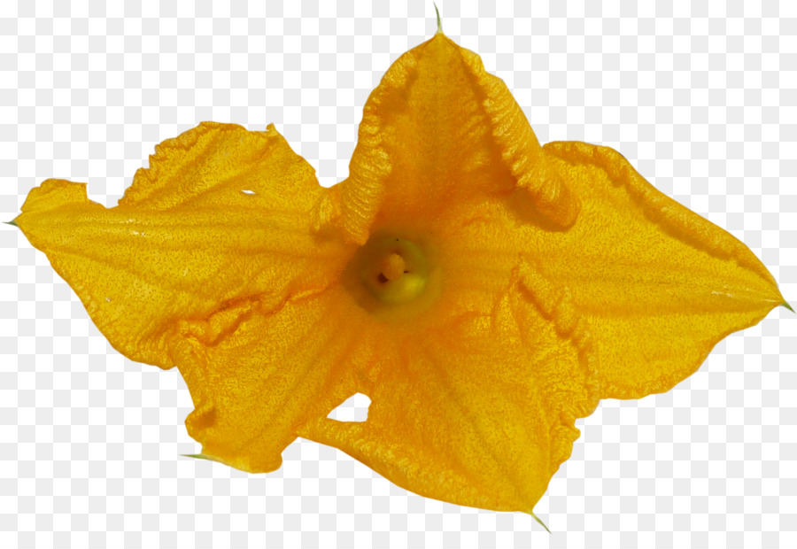 Flor Amarilla，Pétalos PNG