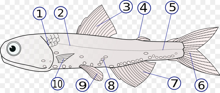 Diagrama De Pescado，Pez PNG