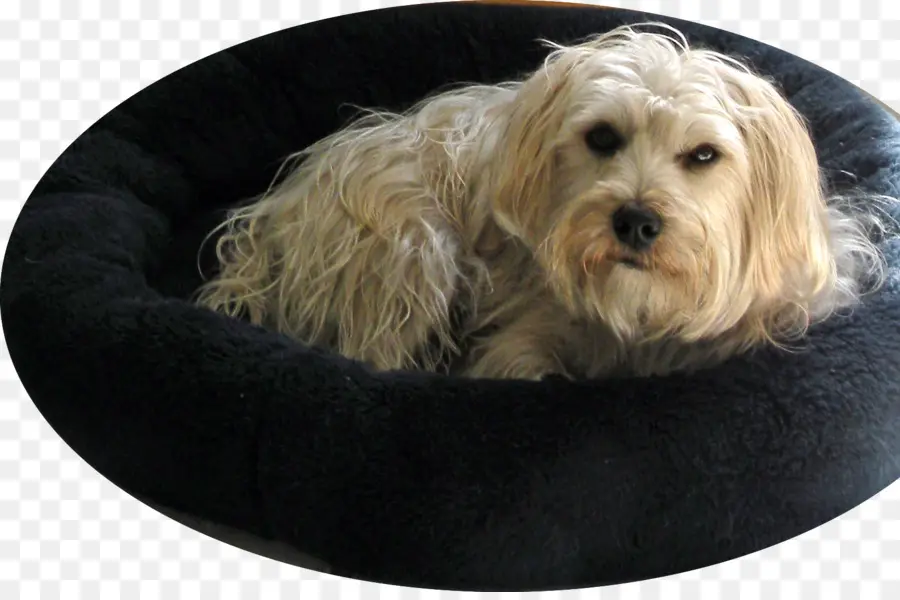 Cockapoo，Perro Maltés PNG