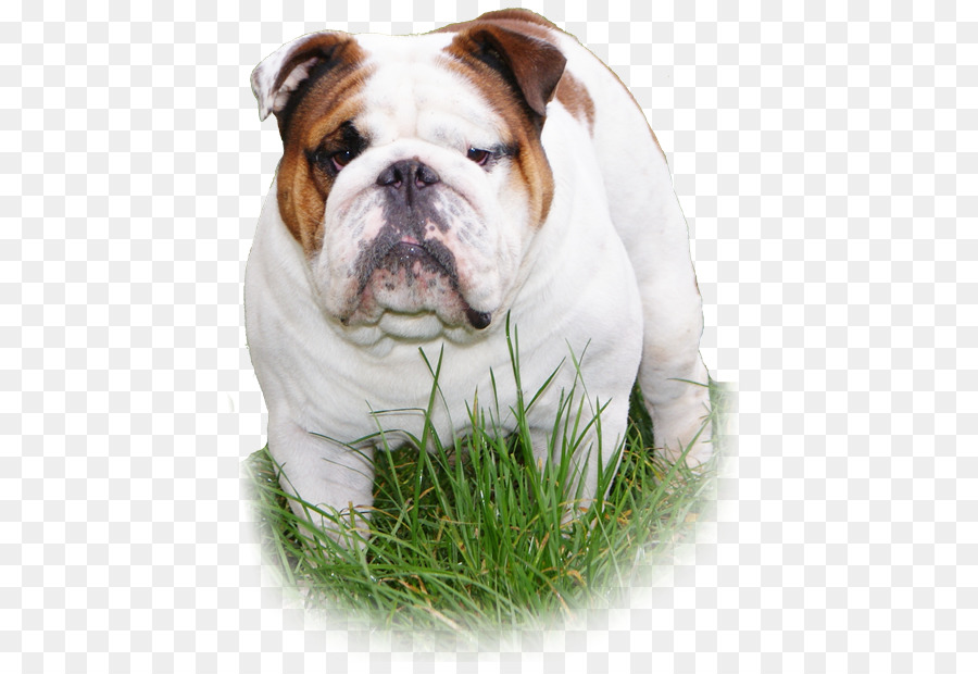 Dorset Olde Tyme Bulldogge，Bulldogge Inglés Viejo PNG