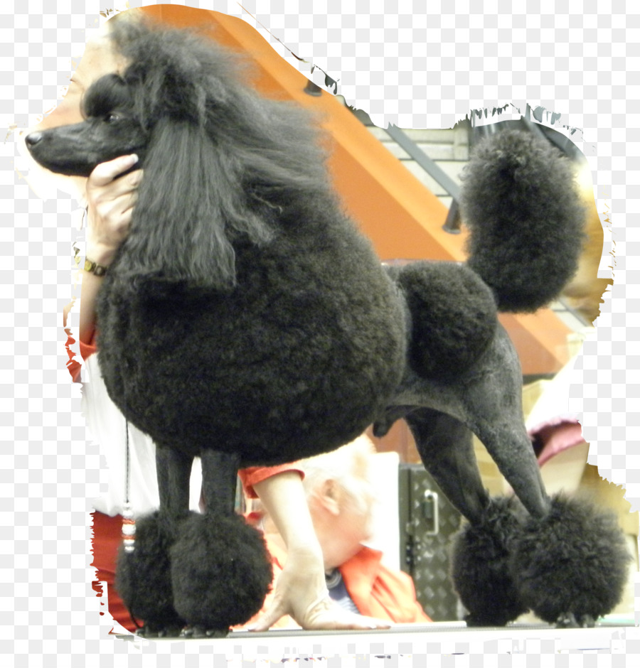 Caniche Estándar，Caniche En Miniatura PNG