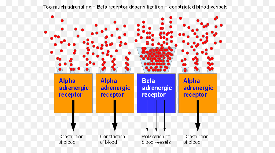 Receptor Adrenérgico，Adrenalina PNG