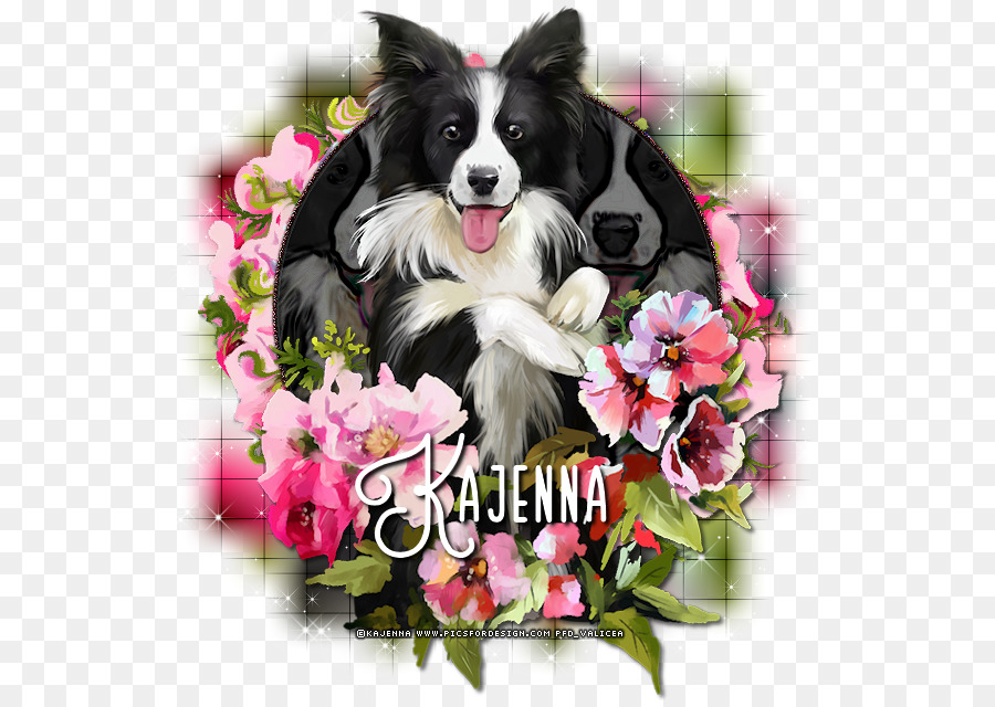 Border Collie，Pimentón PNG