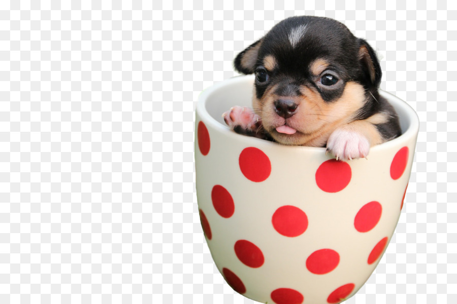 Cachorro，Taza PNG