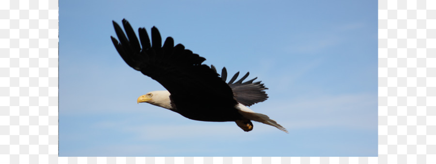 Águila Calva，Halcón PNG