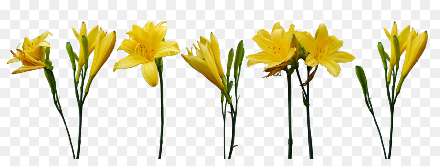 Flor，Amarillo PNG