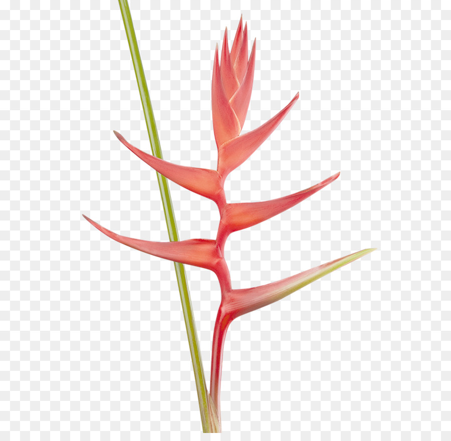 Flor De Heliconia，Tropical PNG