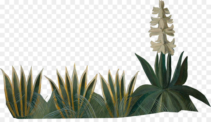 Agave Azul，Maceta PNG