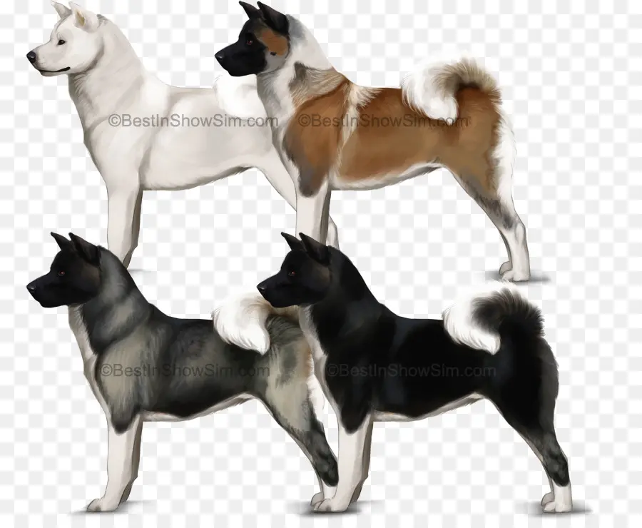 Perros Akita，Diferentes Colores PNG