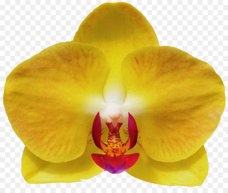 Orquídeas De Polilla，Orquídeas Cattleya PNG