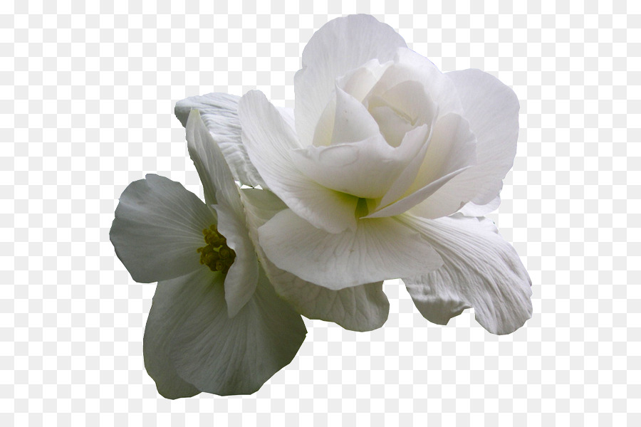 Blanco，Orquídeas PNG