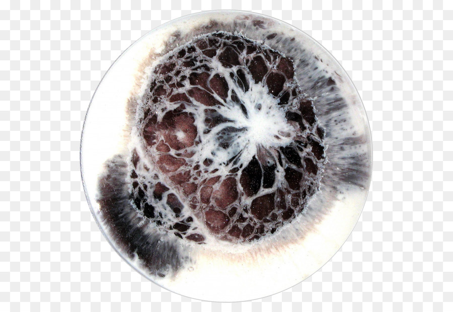 Platos De Petri，Microorganismo PNG